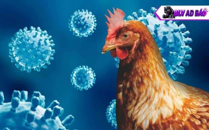 Các triệu chứng nhận biết gà bị cúm gia cầm Các triệu chứng nhận biết gà bị cúm gia cầm