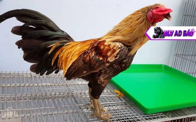 Gà có vảy liên giáp thường có cơ bắp săn chắc và lối đi oai vệ Gà có vảy liên giáp thường có cơ bắp săn chắc và lối đi oai vệ