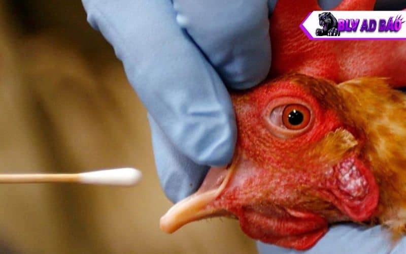 Thường xuyên theo dõi gà để phát hiện những biển hiện lạ Thường xuyên theo dõi gà để phát hiện những biển hiện lạ