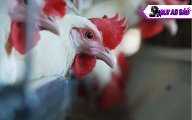 Tìm hiểu giống và mua tại những nơi uy tín Tìm hiểu giống và mua tại những nơi uy tín
