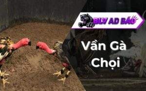 Vần Gà Chọi