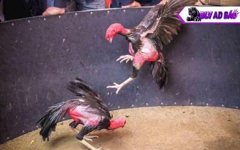 Vần gà chọi sẽ có nhiều lợi ích khi thi đấu và tối ưu lối đá Vần gà chọi sẽ có nhiều lợi ích khi thi đấu và tối ưu lối đá