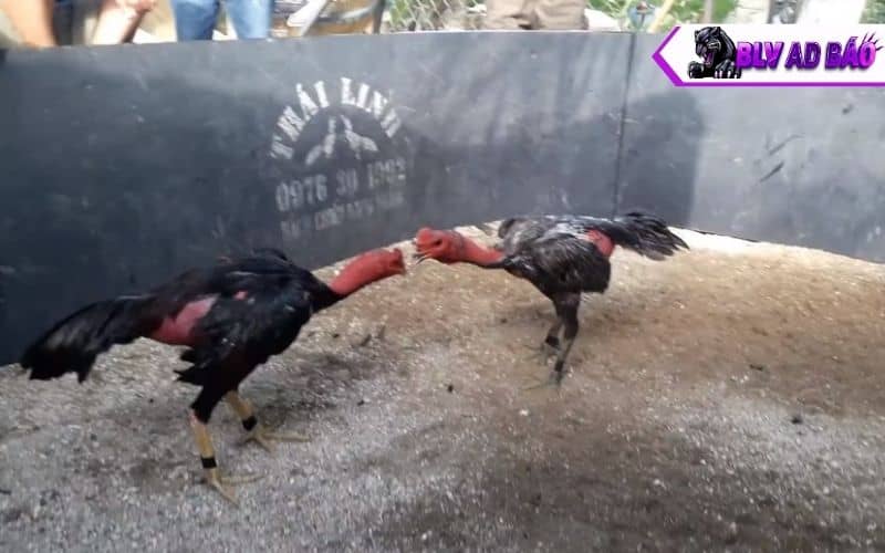 Vần gà chọi từ 12 tháng tuổi trở lên Vần gà chọi từ 12 tháng tuổi trở lên
