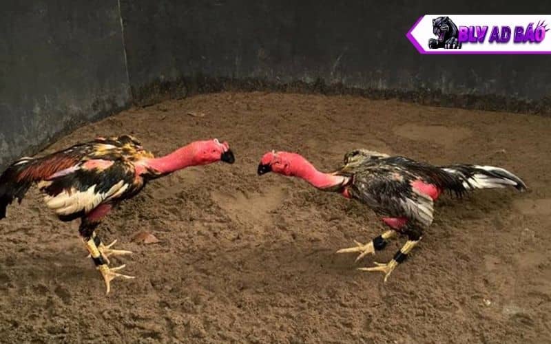 Vần gà chọi từ 6 đến 12 tháng tuổi Vần gà chọi từ 6 đến 12 tháng tuổi