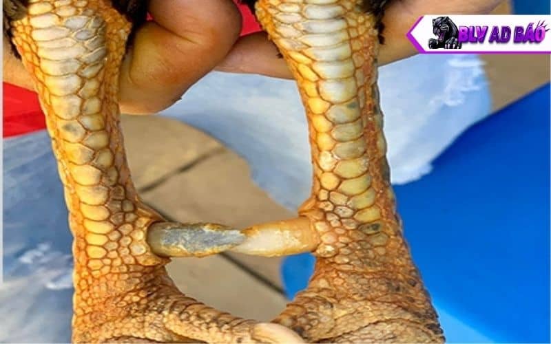 Vảy liên giáp gồm có 2 đến 3 vảy nhỏ liền kề nhau Vảy liên giáp gồm có 2 đến 3 vảy nhỏ liền kề nhau