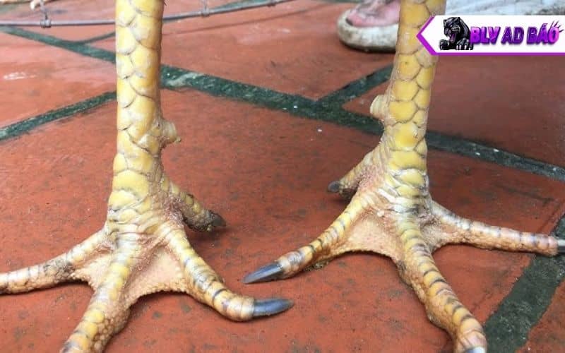 Vảy liên giáp hậu Vảy liên giáp hậu