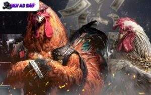 Đá Gà Trực Tuyến SV388