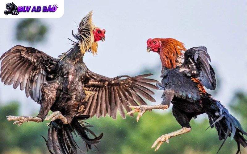 Xem đá gà tại các trường gà uy tín hàng đầu Xem đá gà tại các trường gà uy tín hàng đầu