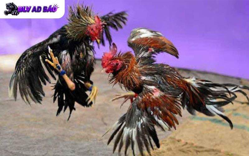 Xem đá gà trực tuyến mượt mà không bị giật lag Xem đá gà trực tuyến mượt mà không bị giật lag