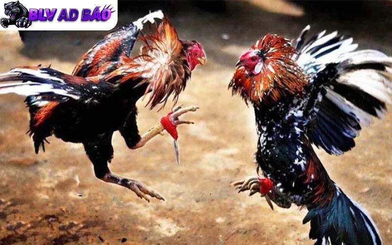 ALO789 phát sóng trực tiếp đá gà với hình ảnh sắc nét và âm thanh chân thực ALO789 phát sóng trực tiếp đá gà với hình ảnh sắc nét và âm thanh chân thực