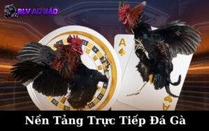 Nền Tảng Trực Tiếp Đá Gà