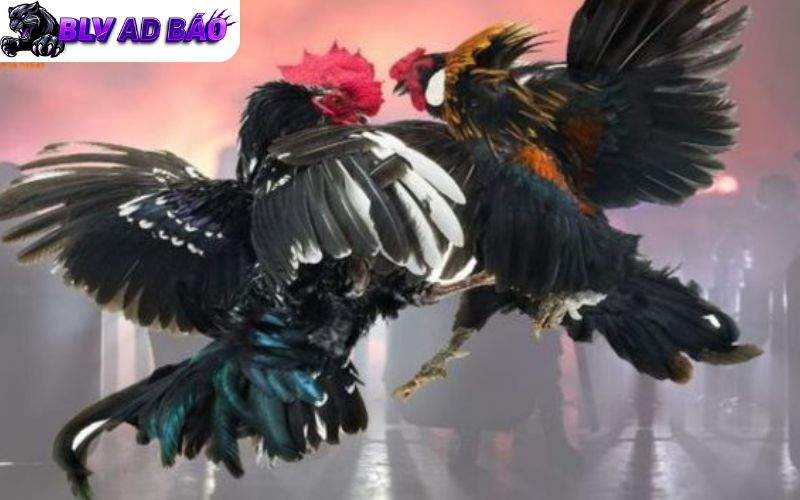 Người chơi có thể đặt cược đá gà ở bất kỳ đâu khi tham gia tại ALO789 Người chơi có thể đặt cược đá gà ở bất kỳ đâu khi tham gia tại ALO789