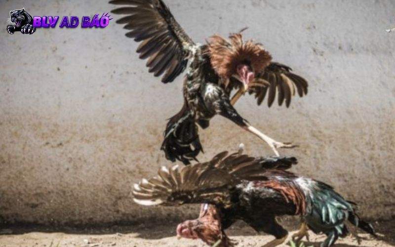 Trực Tiếp Đá Gà Phát sóng các trận đấu với hình ảnh sắc nét Trực Tiếp Đá Gà Phát sóng các trận đấu với hình ảnh sắc nét