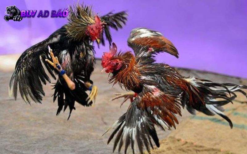 Trực Tiếp Đá Gà phát sóng trận đấu với nhiều góc quay bắt trọn mọi khoảnh khắc Trực Tiếp Đá Gà phát sóng trận đấu với nhiều góc quay bắt trọn mọi khoảnh khắc