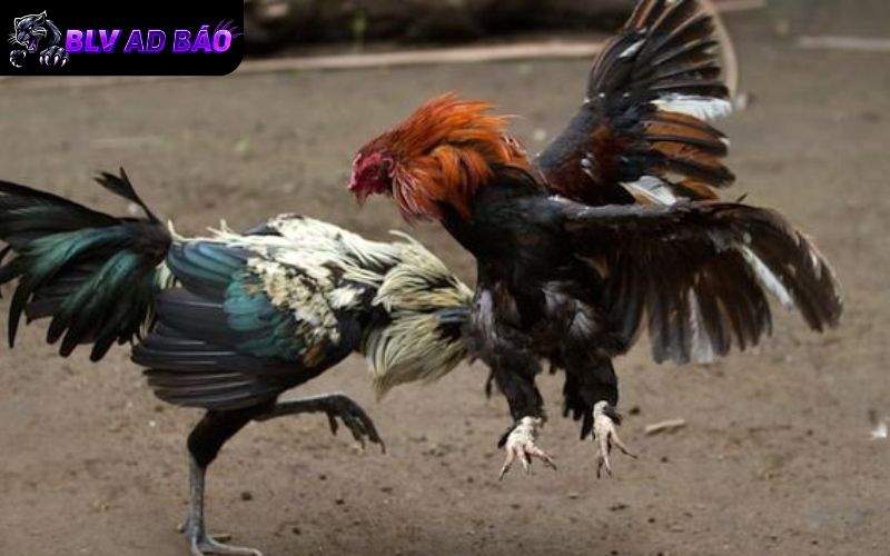 Các trận đấu đều được phát sóng với hình ảnh chất lượng nhất