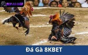 Các Ưu Điểm Về Đá Gà 8KBET